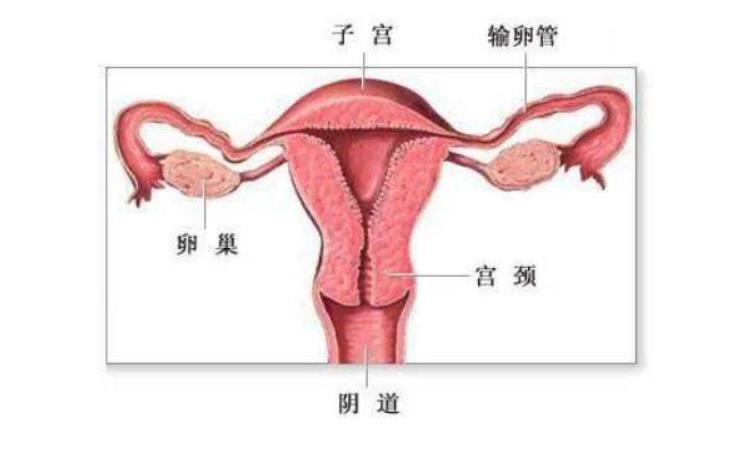 醫(yī)用婦科凝膠定制工廠